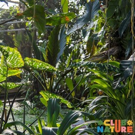 direction les tropiques