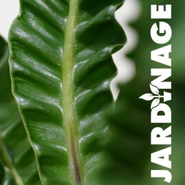 entretenir ses plantes d&#039;appartement