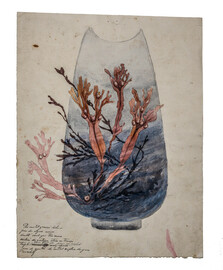 Atelier Gallé, Modèle de vase à décor d'algues (c) Nancy, musée de l'École de Nancy, photo. D. Boyer