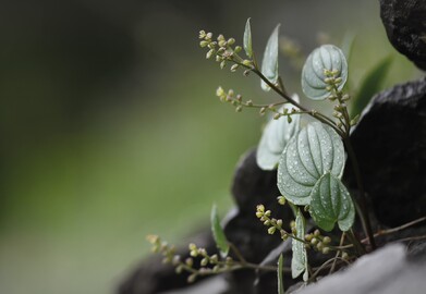 Les plantes endémiques de France continentale, les grandes oubliées