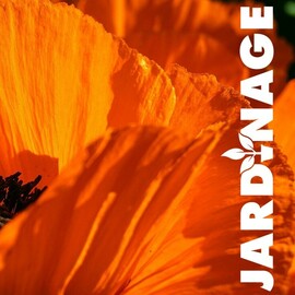 Les plantes vivaces, choix, plantation, multiplication 