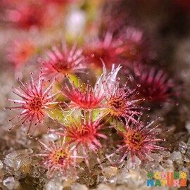 Les plantes carnivores