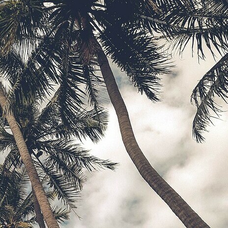Tropical dream