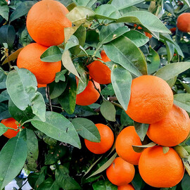 Atelier :  Il était une fois une orange…