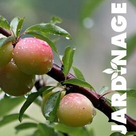 la taille des arbres fruitiers