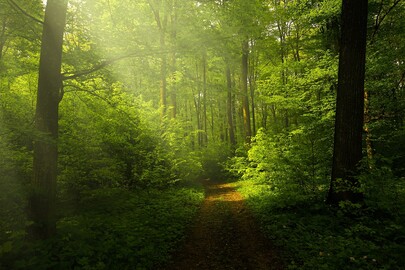 Libre évolution : la forêt fait mieux sans nous Le 2 oct 2024