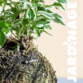kokedama
