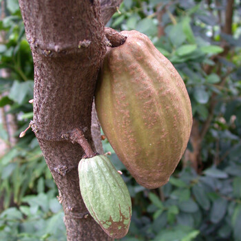 Cacao - Crédits photo : Botanique