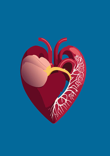 Anatomie du cœur - Crédits photo : DR