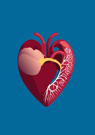 Anatomie du cœur