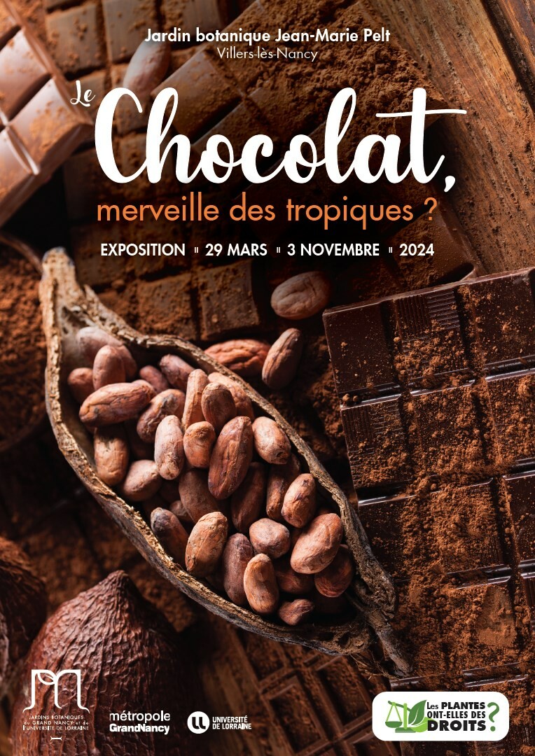 Le chocolat, merveille des tropiques ? - Crédits photo : stock.adobe.com